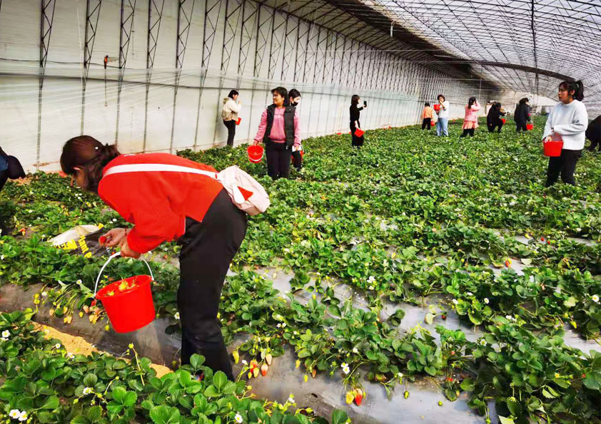 博阳机械开展“三八”妇女节摘草莓活动